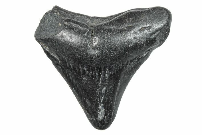 Juvenile Megalodon Tooth - South Carolina #273855